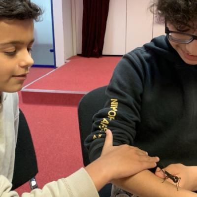 Insekten live erleben